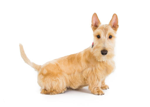 En blond scottish terrier med en härlig, mjuk päls och en svans som är svajig.