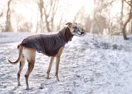 En frisk, vuxen whippet som njuter av en promenad utomhus i Snow