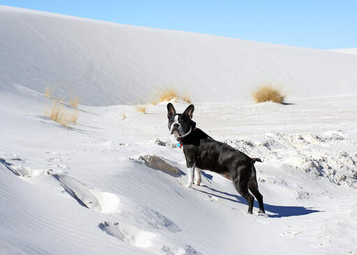 En vacker, liten boston terrier som njuter av lite motion i Snow En vacker, liten boston terrier som njuter av lite motion i Snow