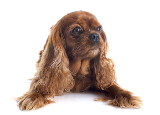 En ung brunpälsad cavalier king charles spaniel med vacker mjuk päls