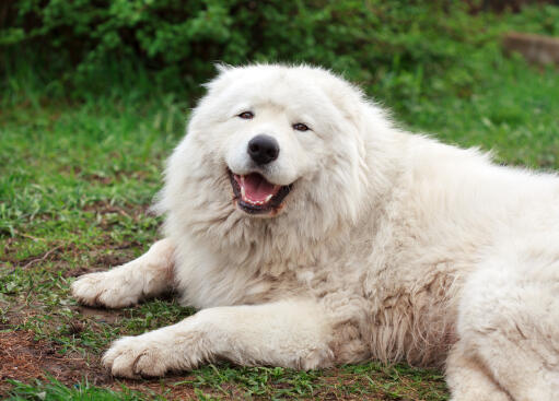 En stor lurvig maremma sheepdog som ligger ner