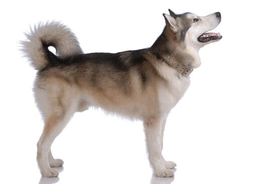 En vuxen alaskan malamute som är stark.