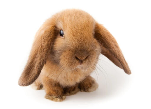 Holland lop