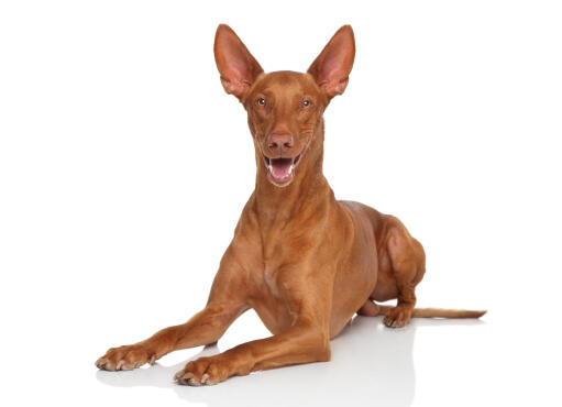 En upphetsad faraohund, med öronen spetsade och redo att leka.