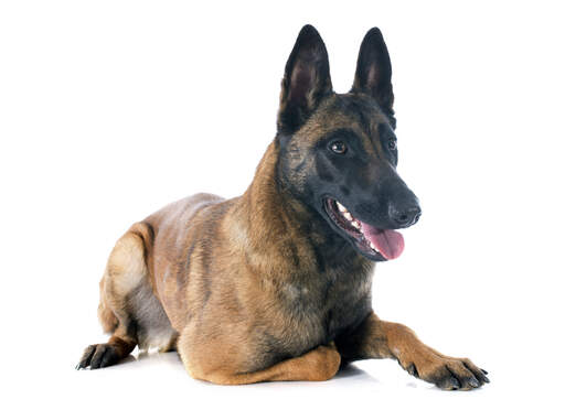 En mogen vuxen belgisk malinois