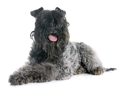 En ung kerry blue terrier som pustar efter nödvändig motion