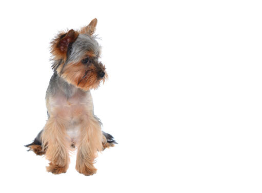 En härlig liten yorkshire terrier valp med en underbar päls