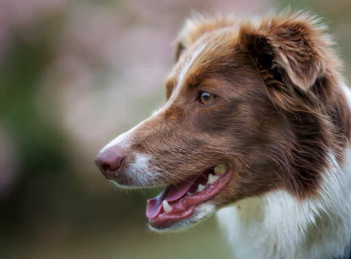 En närbild av en border collies vackra långa nos och mjuka, bruna päls.