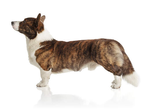 En frisk vuxen cardigan welsh corgi som visar upp sin vackra, långa kropp.