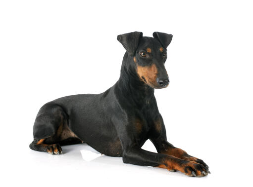 En vuxen manchesterterrier som ligger vackert ner, med tassarna ihop.