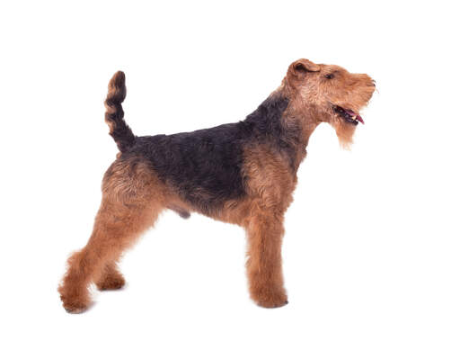 En hane welsh terrier som visar upp sin vackra korta kropp och sina långa ben.