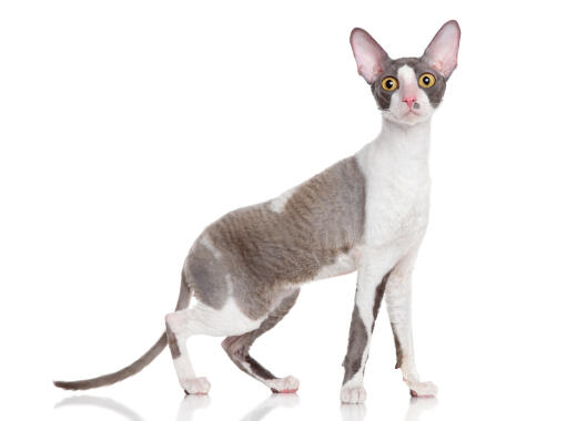 En cornish rex med stora öron och långa ben