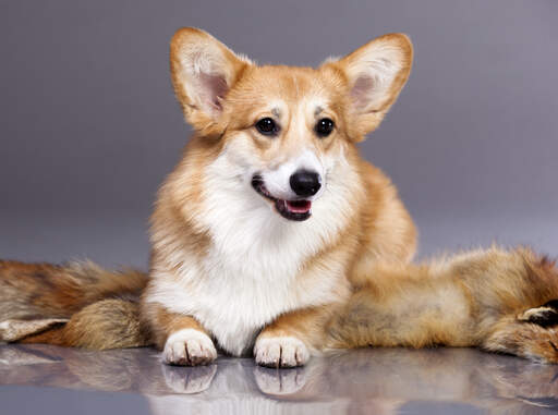 En cardigan welsh corgis vackra, tjocka, ljusbruna och vita päls.