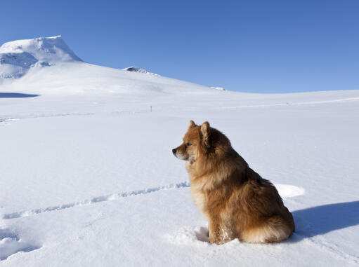 En vacker finsk lapphund med en tjock mjuk päls som sitter i Snow