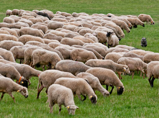 En frisk polsk låglands sheepdog som driver får.