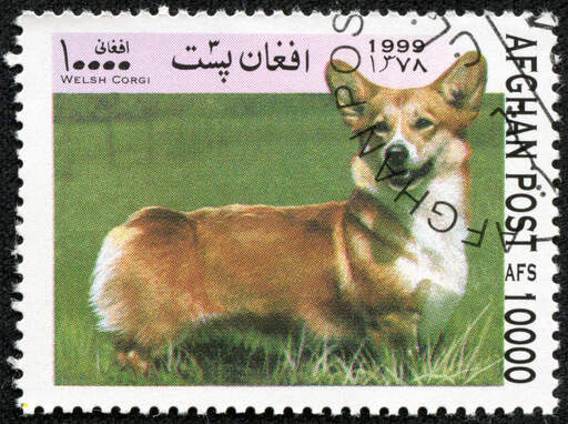 En cardigan welsh corgi på en afghan stämpel