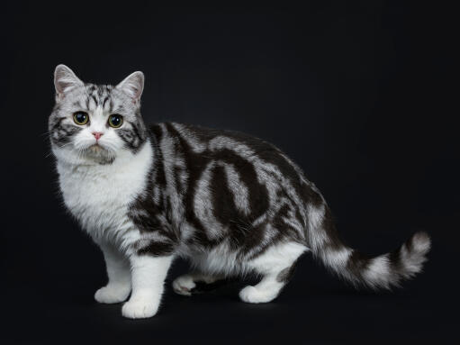 Brittisk korthårig silvertabby kattunge mot en mörk bakgrund