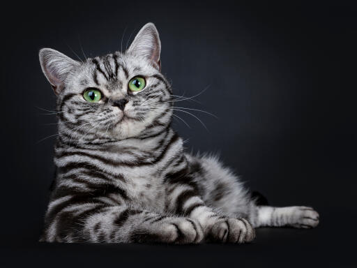 Brittisk korthårig silvertabby katt som ligger mot en mörk bakgrund