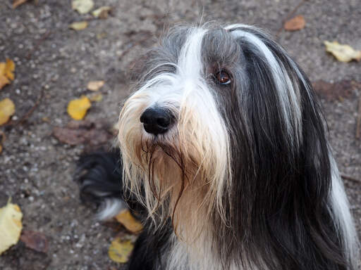 En skäggig collie som tålmodigt väntar på uppmärksamhet från sin ägare.