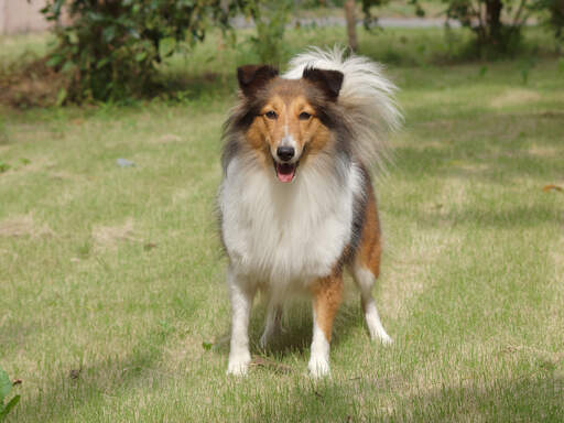 En härlig vuxen collie med en frisk lång päls och en stor, buskig svans.