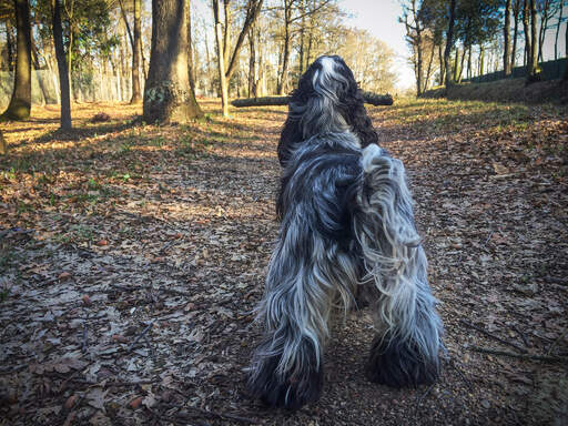 En engelsk cocker spaniel som visar upp sina underbart välvårdade ben.