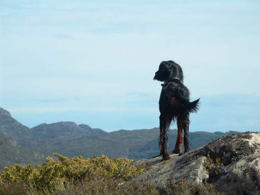 En Gordon setter som står högt och visar upp sin vackra, svartbruna päls.