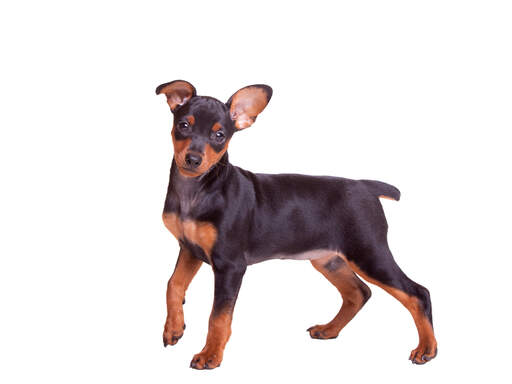 En härlig liten miniatyrpinscher med fräcka små öron