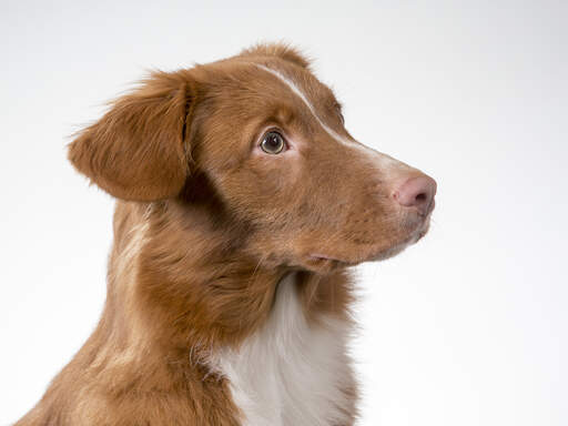 Den lojala nova scotia duck tolling retriever som ser mycket stilig ut