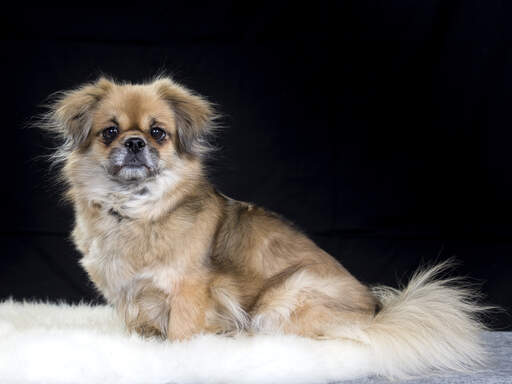 Dog-Tibetan_Spaniel-A_wonderful%2C_little_Tibetan_Spaniel_posing%2C_waiting_patiently_for_a_command.jpg