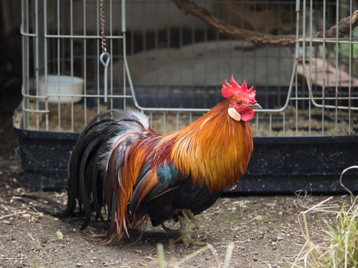 Ohiki-kyckling-bete