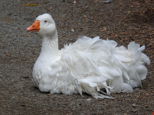 Sebastopol Goose liggande på marken