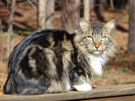 Amerikansk långhårig bobtail katt som sitter i skogen