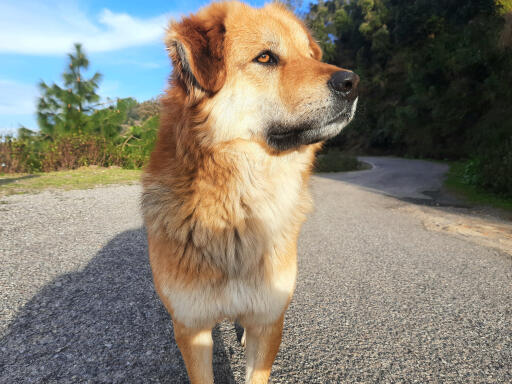 Stilig chiNook hund som tittar ut i fjärran med skogsmark i bakgrunden