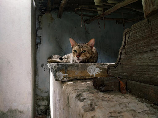 Sokoke katt vilar på en vägg