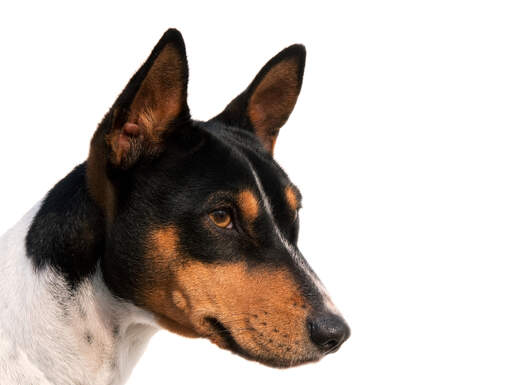 En härlig svart vit och brun basenji