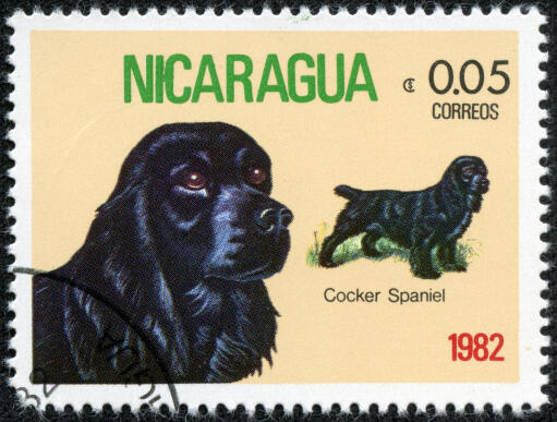 En cocker spaniel på ett centralamerikanskt frimärke