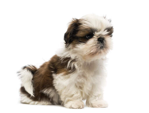 En liten shih tzu-valp som sitter snyggt på Golvet