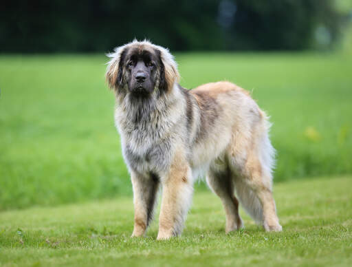 En frisk vuxen leonberger med en vacker, tjock päls