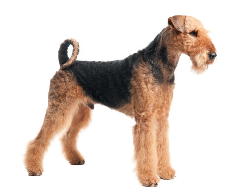 En airedale terrier som står högt