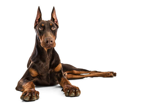 En kraftfull doberman pinscher som vilar