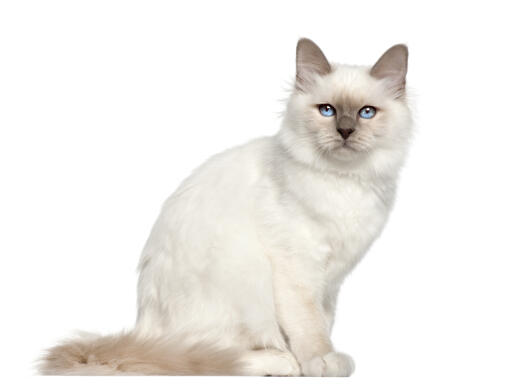 En ung birman katt med vackra blå öGon