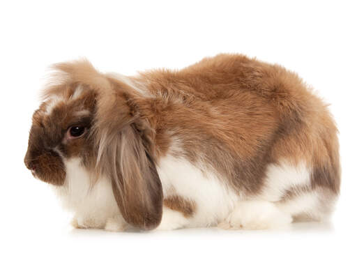 An anGora kaninens underbart mjuka öron