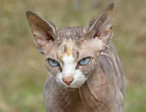 En ung sköldpaddsmönstrad sphynx