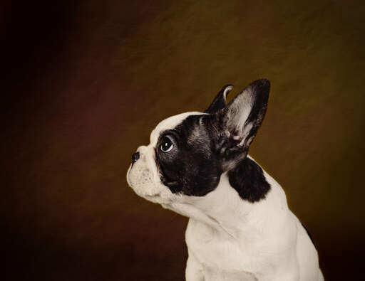 En sida på en boston terriers stubbiga nos och långa öron En sida på en boston terriers stubbiga nos och långa öron