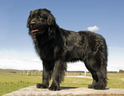 En vacker, ung newfoundland med tjock, svart päls och massiva tassar.