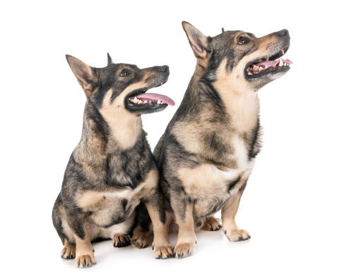 Swedish-vallhund-friends