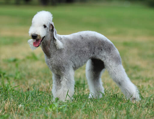 En underbar bedlington terrier som står högt och visar sin välvårdade päls.