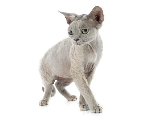 En lila devon rex med gulgröna öGon