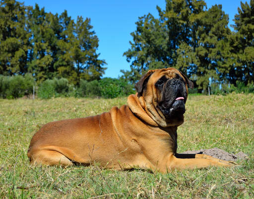 En underbar, vuxen bullmastiff som ligger snyggt i gräset.