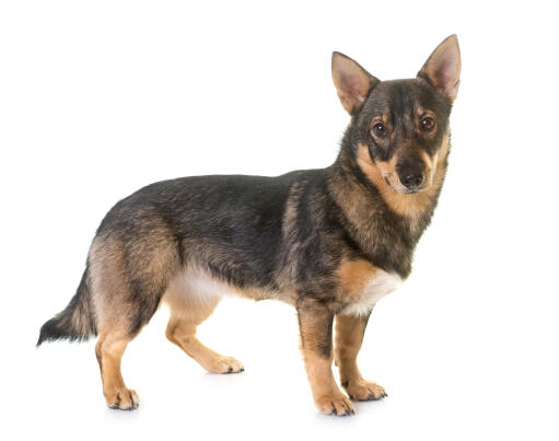 Swedish-vallhund-white-background